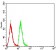 CD84 Primary Antibody MP31429 [M5B9E10]