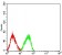 CD84 Primary Antibody MP31430 [M5D12H10]