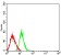 CD50 Primary Antibody MP31431 [M2D11D1]