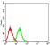 CD50 Primary Antibody MP31432 [M2H10G7]