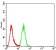TLL1 Primary Antibody MP31436  [M4H8C1]