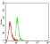 TBC1D4 Primary Antibody MP31440 [M8A11A2]