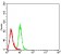P2RY2 Primary Antibody  MP31442 [M4F11E7]
