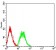 PTPRD Primary Antibody MP31467 [M5H5D7]