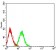 CD89 Primary Antibody MP31468  [M2F9D8]
