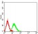 ATG4A Primary Antibody MP31497  [M8C9C2]
