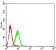 ATG4A Primary Antibody MP31498  [M8E8G2]