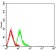 TRIM29 Primary Antibody MP31506 [M8C8G5]