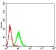 CD339 Primary Antibody  MP31515 [M6A9B2]