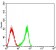 CD53 Primary Antibody MP31520 [M7A8D3]