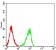 CD72 Primary Antibody MP31523 [M2F3B8]