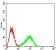FCGRT Primary Antibody  MP31531 [M2B3B11]
