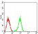 FCGRT Primary Antibody MP31532  [M5F3D1]