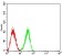 CD353 Primary Antibody MP31533 [M6A4E2C4]