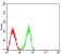 CD148 Primary Antibody MP31543  [M1D2C11]