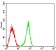 CD363 Primary Antibody MP31545  [M1E3H5]