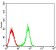 CD363 Primary Antibody  MP31546 [M8E4H5]