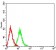 LILRB5 Primary Antibody MP31548  [M6D3C8]