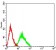 CHRM5 Primary Antibody  MP31558 [M7E5H11]