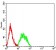 LRP6 Primary Antibody MP31564  [M1A3F5]