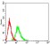 CD49E Primary Antibody MP31566   [M8D1G12]
