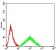 CD243 Primary Antibody MP31568 [M4G6F4]