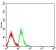 LTBR Primary Antibody MP31569 [M1D1C5C8]