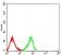 CD370 Primary Antibody MP31576  [M2H6H10]