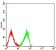CD158D Primary Antibody MP31579  [M4C2D11]