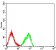 CD158D Primary Antibody  MP31580 [M2E3E12]