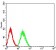 CD322 Primary Antibody  MP31590 [M7E4C5]