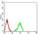 CD322 Primary Antibody MP31591 [M6G1A11]