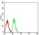 CD49E Primary Antibody  MP31592 [M6F6C1]