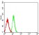 CD11D Primary Antibody MP31593 [M3D7A6]