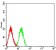 LRP1B Primary Antibody MP31594 [M8A8D12]