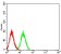CD307B Primary Antibody MP31595  [M7B12A3]