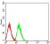 CD127 Primary Antibody MP31599 [M3F5D9]