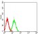 CD172G Primary Antibody MP31601 [M4F8C10]
