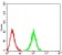 CD217 Primary Antibody MP31620  [M6H1B1]