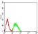 CD307E Primary Antibody MP31621  [M2A10D6]