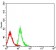 CD239 Primary Antibody MP31624  [M5C5A6]