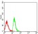 CD239 Primary Antibody   MP31625 [M8C4E6]