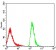 LILRA1 Primary Antibody  MP31631 [M4A1E10A6]