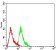 NFKB2 Primary Antibody  MP31640 [M2F10A7]