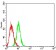 CD113 Primary Antibody MP31651  [M6D5B2]