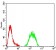 KMT2C Primary Antibody  MP31664 [M6D1B9]