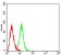 CAPN1 Primary Antibody  MP31670 [M1E6G9]