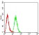 SETD7 Primary Antibody MP31680  [M3D6G11]