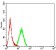 SMYD2 Primary Antibody MP31692  [M2D10E5]