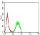 SETD2 Primary Antibody MP31703  [M4G11E6]